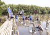 Enam Dubes Eropa Tanam Mangrove di TWA-Angke Kapuk