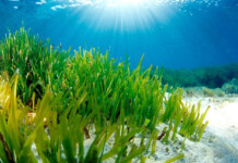 Pembiayaan Blue Carbon Harus Jadi Prioritas Pemerintah