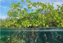 Indonesia Menuju Pengelolaan Mangrove Berkelanjutan